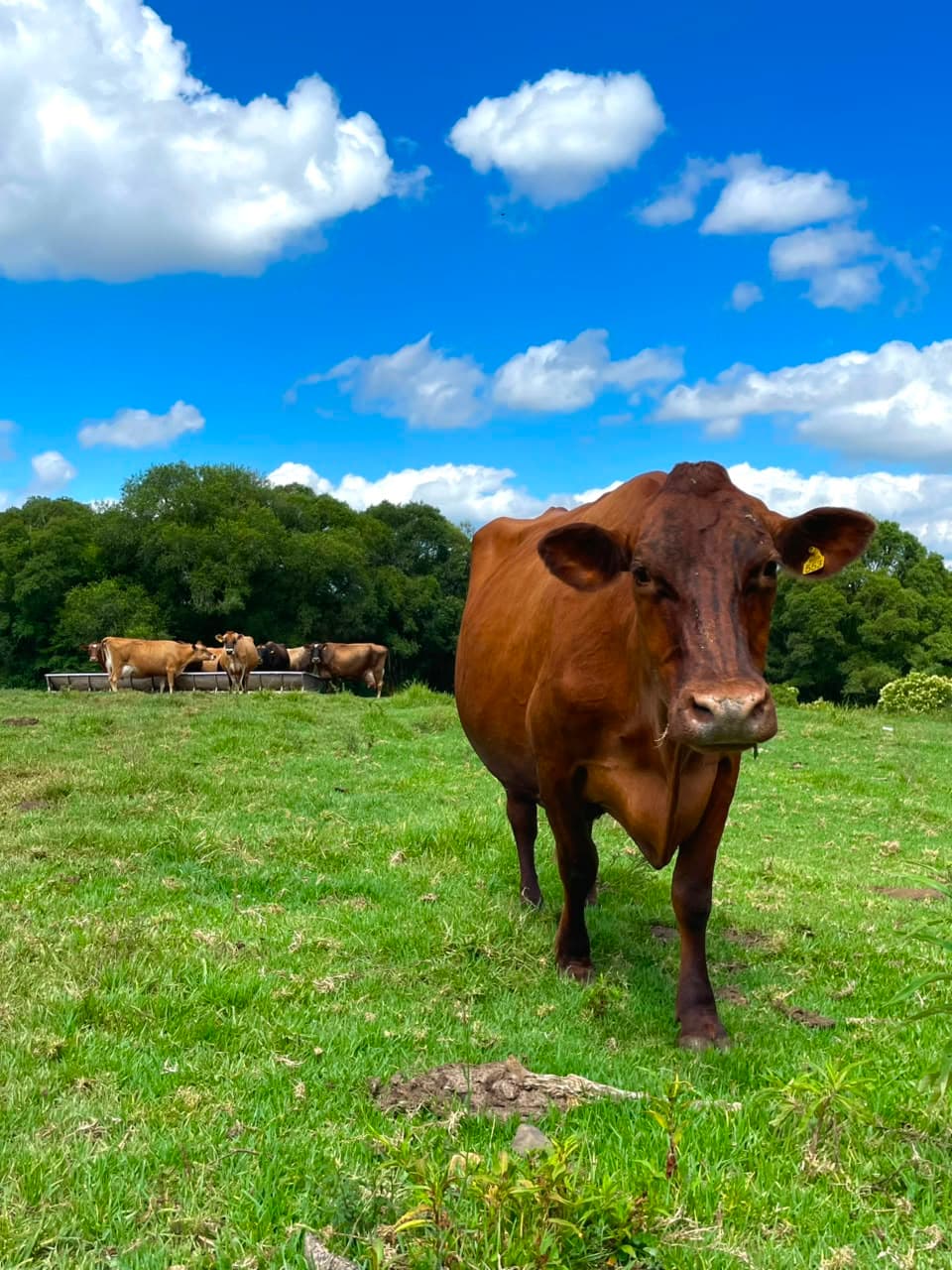 Vaca no pasto da fazenda Beija-Flor